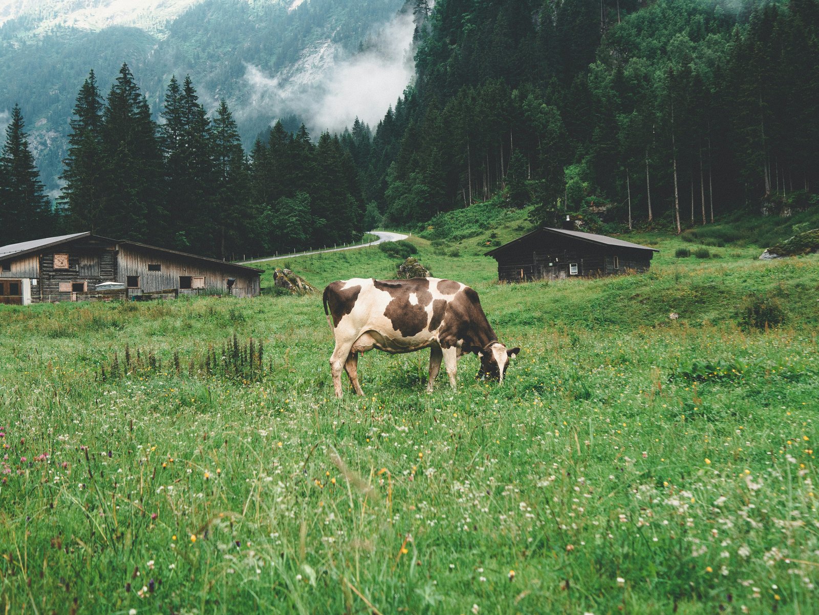 Cattle grazing in an alpine meadow