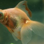 A white moor goldfish swimming in a planted aquarium