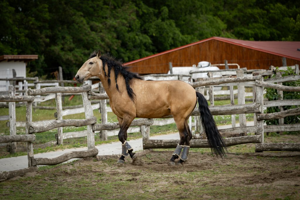 Well-groomed horse in a calm European stable yard, reflecting attentive daily care