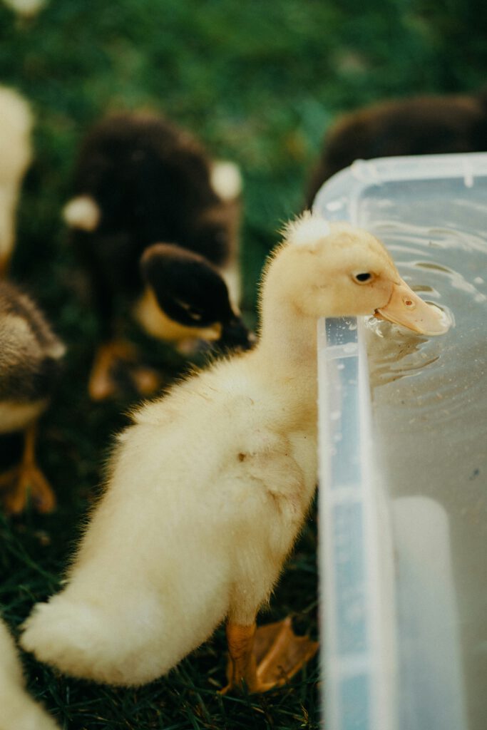 Quarantine & Adaptation Protocols for Exotic Animals